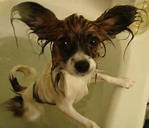 Image result for Animals Wet Mane