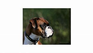 Image result for German Boxer Dog Side Profile