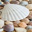 Image result for Free Sea Shells Picture