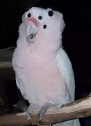 Image result for Parrot Humor