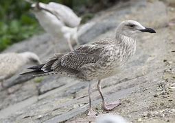 Image result for Juvenile Caspian Gull