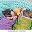 Image result for Bull Terrier Babies