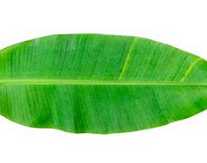 Image result for Senna Leaf PNG