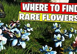 Image result for Asa the Center Rare Flowers