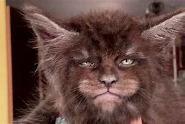 Image result for Scary Cat Breeds