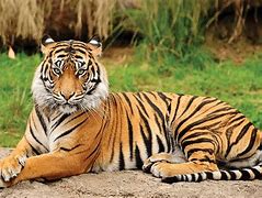 Image result for What Is Endangered Species