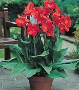 Image result for Dark Red Canna Lily