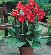 Image result for Red Leaf Canna Lily