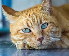 Image result for Red On Blue Tabby Cat