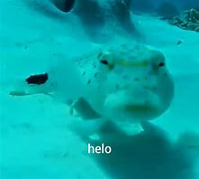 Image result for Let Me Be Clear Fish Meme