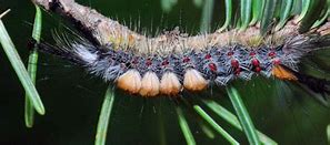 Image result for Douglas Fir Tussock Moth