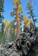 Image result for Sequoia National Park to Yosemite