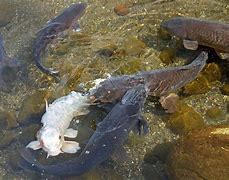 Image result for Brown Koi Fish