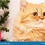 Image result for Parsha Cat