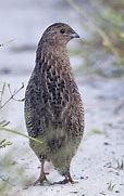 Image result for Brown Quail