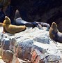 Image result for Ballestas Islands