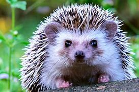 Image result for Hedgehog Ancestors