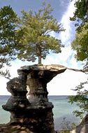 Image result for Magnificent Trees