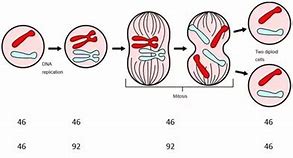 Image result for Mitosis Chromosomes