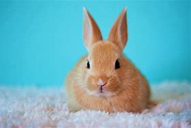 Image result for Cute Fuzzy Bunnies