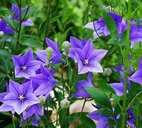 Image result for Dark Purple Flower Names