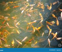 Image result for Baby Koi Carp