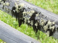 Image result for Moss-Covered Yard