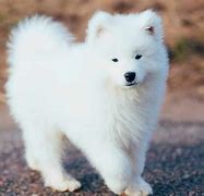 Image result for Small Samoyed