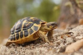 Image result for Hermann Tortoise Growth Chart