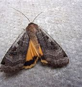 Image result for Australian Moth