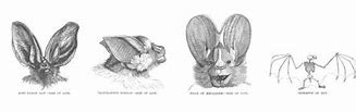 Image result for Bat Anthro Ears