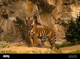 Image result for Alamy Tiger