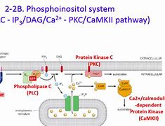 Image result for PIP2 plc IP