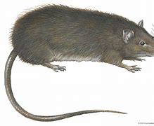 Image result for Gros Rat