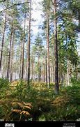 Image result for Bright Green Nature Trees Forest