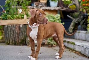 Image result for Pit Bull Tan and White