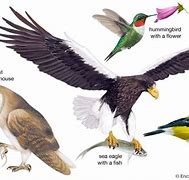 Image result for Birds for Kids