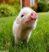 Image result for Pig Piglet Pink