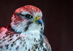 Image result for Immature Merlin Bird