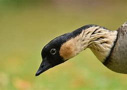 Image result for Branta