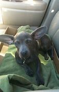 Image result for Chiweenie Dog