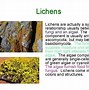 Image result for Chytridiomycota Characteristics