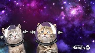 Image result for Cat Background for Zoom