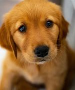 Image result for Puppy Eyes Breed