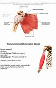 Image result for Musculos Do Ombro