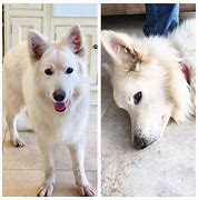 Image result for White German Shepherd 1 Year Old