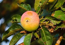 Image result for Pome Fruit Farm