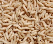 Image result for Old Food Maggots