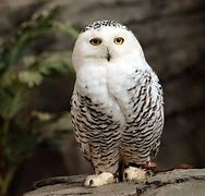 Image result for Snowy Owl Size