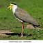 Image result for Masked Lapwing Baby